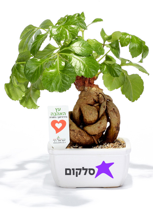 עציץ ממותג - Google