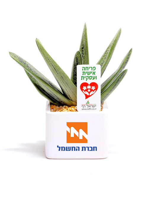 עציץ ממותג - Teva